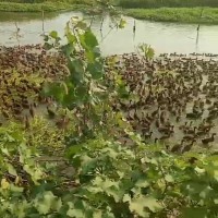 常年供应金定鸭、麻鸭、青年鸭、蛋鸭